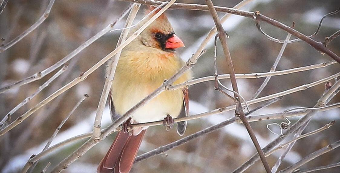 View Unique Birds in Ohio during the Winter